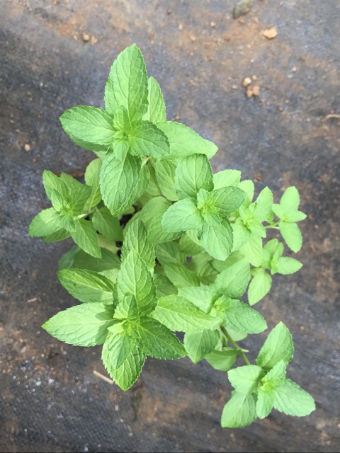 Bạc Hà Nhật chậu trung - Japanese Mint