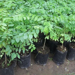 Cây tầm ruột (chùm ruột)