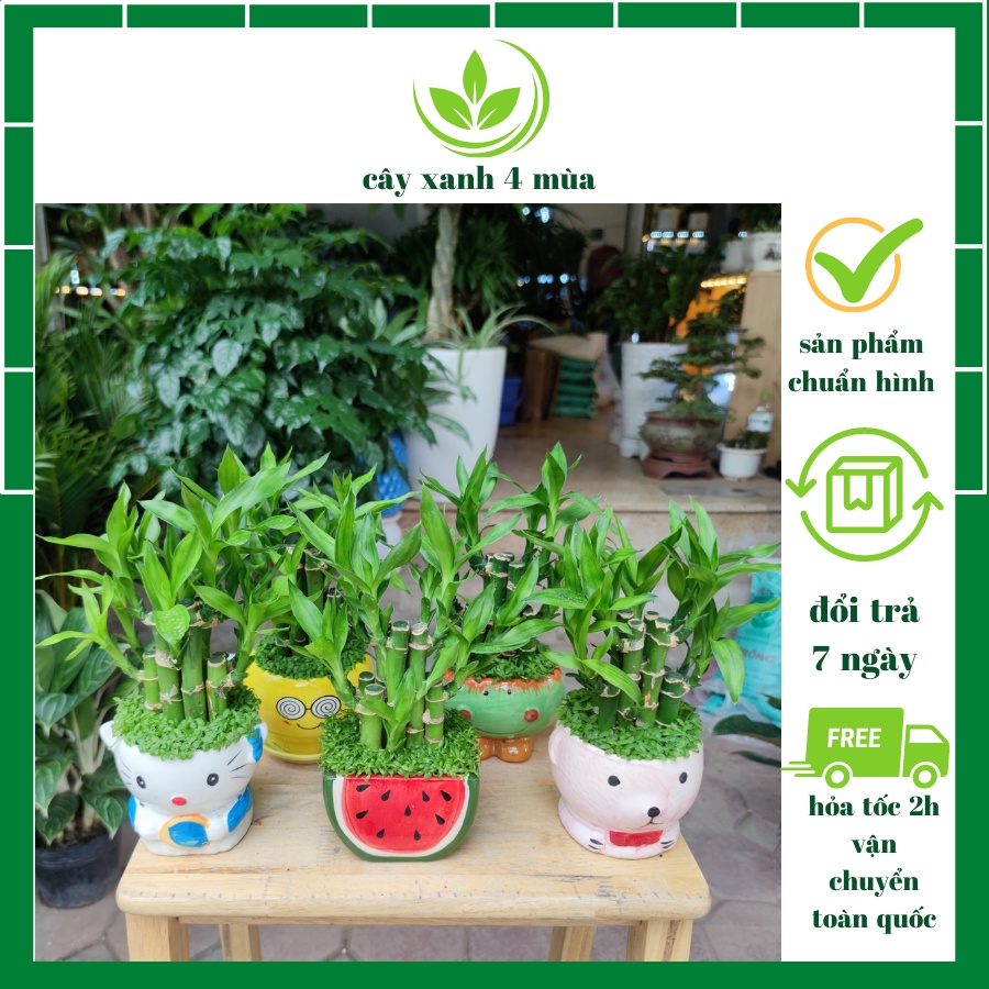 Cây Trúc Phú Quý Phát Tài Phát Lộc(cây phát lộc) Phong Thủy Để Bàn cao từ 25cm đến 30cm ( chậu hình ngẫu nhiên)