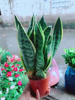 Lưỡi Hổ Cao
