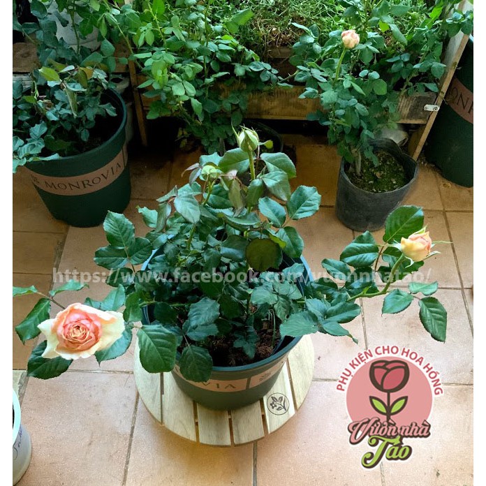 Đế gỗ đặt chậu cây di động, bánh xe có khóa