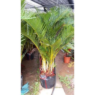 sản phẩm CÂY CAU LỤA