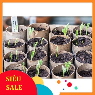 Hạt Giống Hoa Đậu Biếc Kép (20 Hạt) - [MUA 3 TẶNG 1 CÙNG LOẠI] - Dinh Dưỡng, Dễ Trồng, Năng Suất