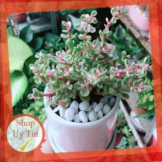 Chậu Cây Đô La Hồng