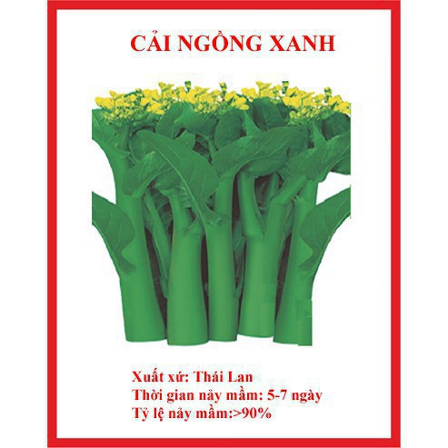Hạt giống cải ngồng xanh 500 hạt