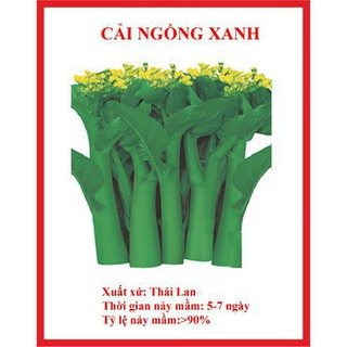 Hạt giống cải ngồng xanh 500 hạt