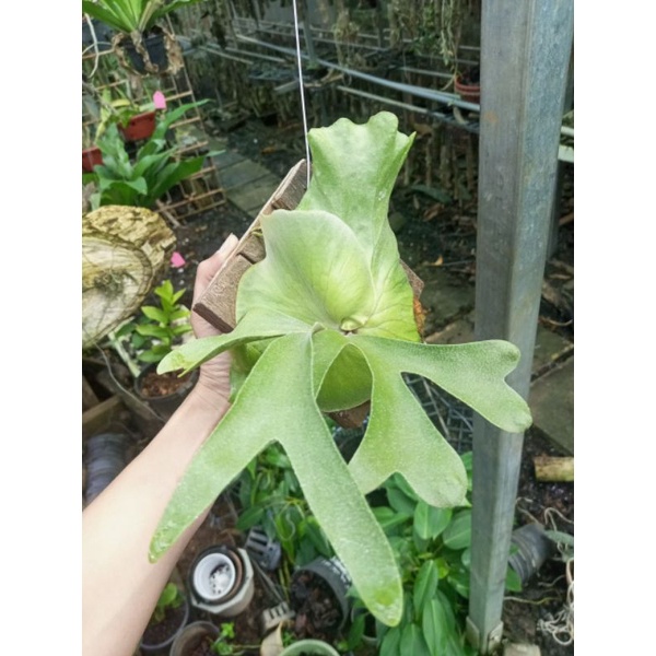 Cây Ổ rồng, tổ rồng hàng mới bóc, thích hợp trang trí sân vườn
