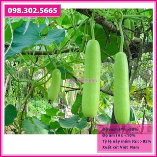 Hạt giống bầu sao lai F1 trái ngắn