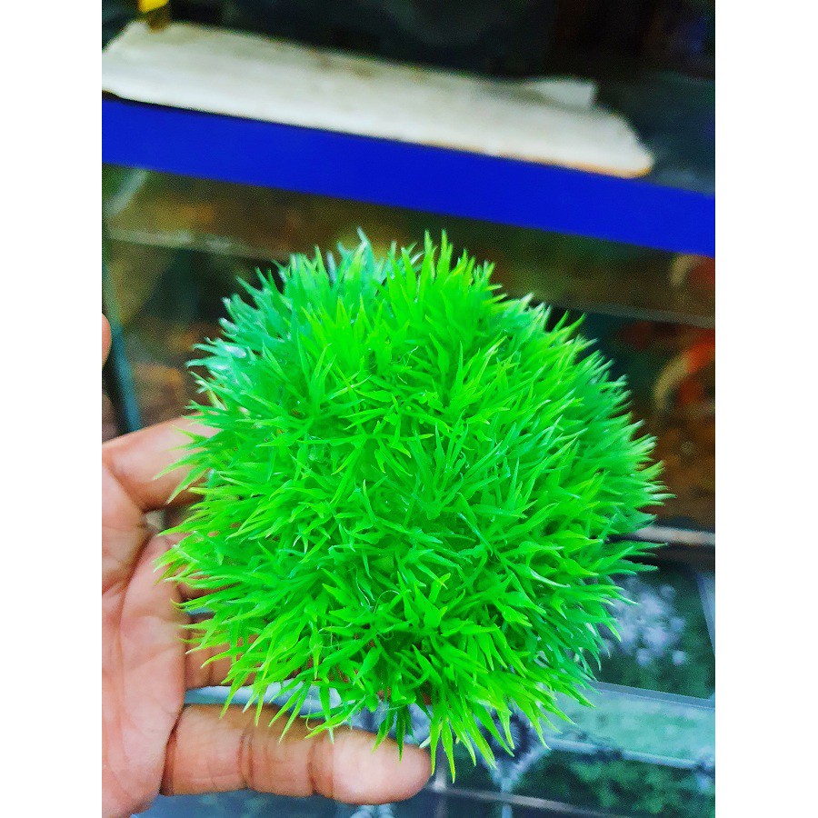 RONG TRANG TRÍ HỒ CÁ NON BỘ CAO 4CM