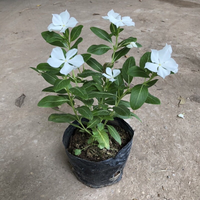 Cây hoa - hoa dừa cạn Cao 15cm hoa nở bắt mắt thích hợp trang trí sân vườn cảnh quan