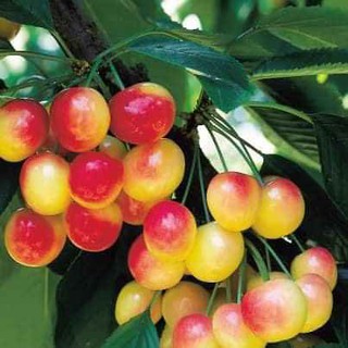 cây Cây Giống Cherry Vàng New Zealand.. 5 tháng cho trái  - Cây Giống Nhập Khẩu