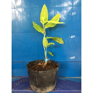 Mai Lá Ngọc Cành Vàng
