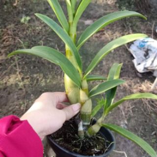 Lan Den.Banana hoa thơm