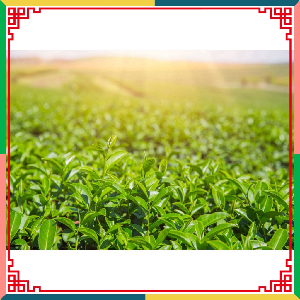 1 lọ nước Trà Xanh Vị Chanh TH true TEA 350ml