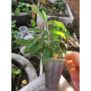 cây trúc nhật con