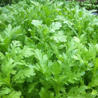 Hạt giống rau tần ô - cải cúc VTS134 | Vạn Tín Store