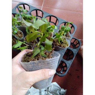 Hoa phong lan phi điệp ám phú thọ