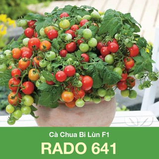 Hạt Giống Cà Chua Bon Sai Đỏ dễ trồng(30h)