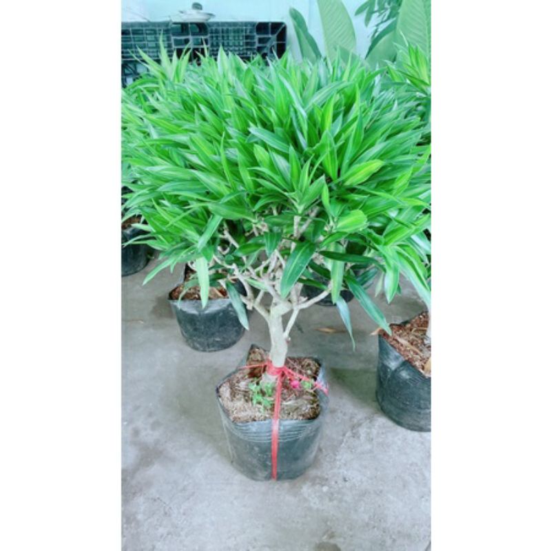 Cây trúc bách hợp lớn