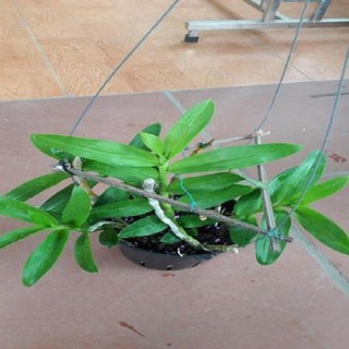 Hoa lan trầm tím thái lan ( cao 25cm, cây to đẹp, chất lượng)