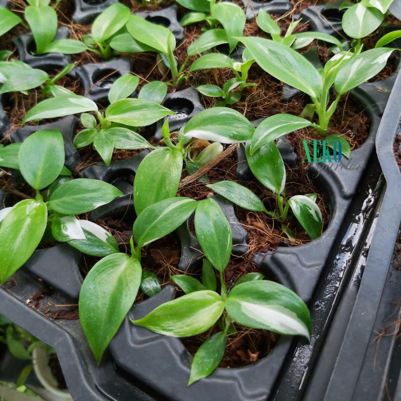 CÂY GIỐNG PHILODENDRON WHITE PRINCESS