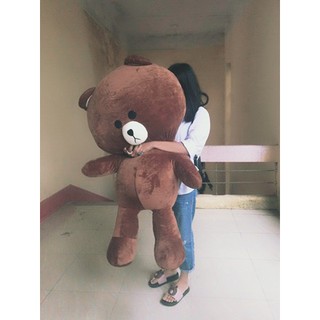GẤU BÔNG BROW 1M5