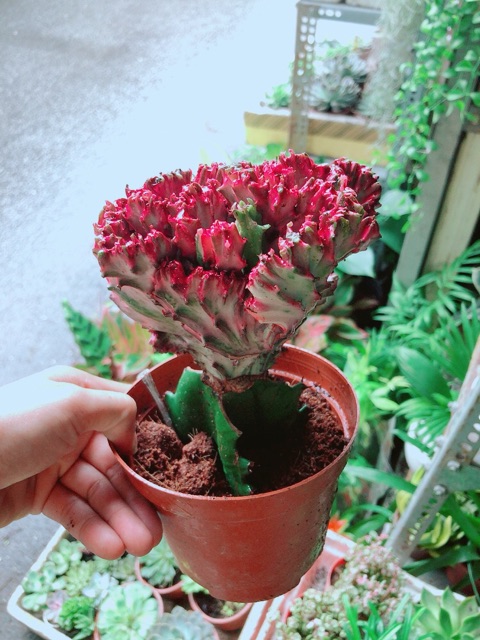 Xương Rồng Vạn Lý Đỏ