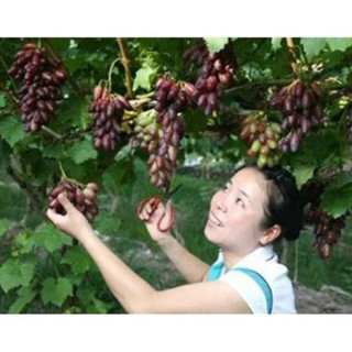 CÂY GIỐNG NHO PHÙ THỦY