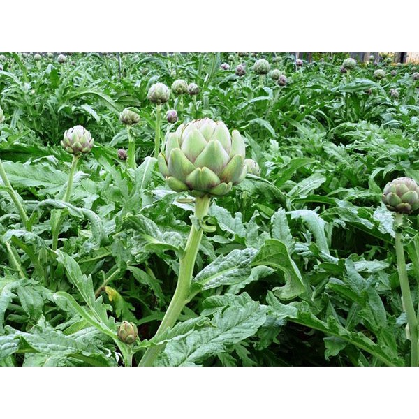 250gr BÔNG ATISO KHÔ ĐÀ LAT/ HOA  ATISO KHÔ - giúp gan thận khỏe, giảm mụn nhọt