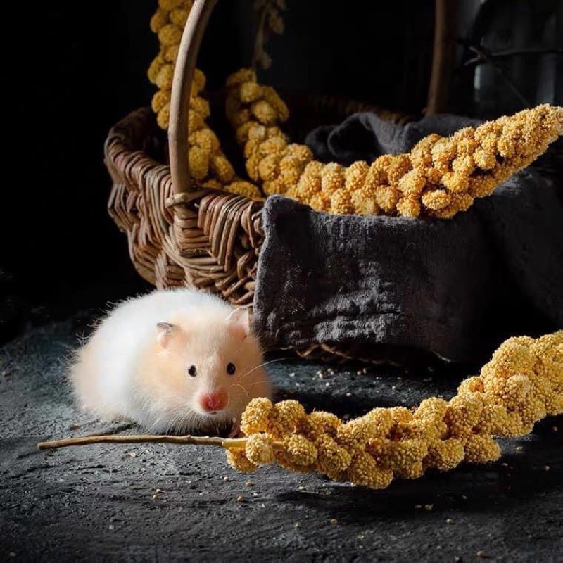 Kê chùm - giúp mượt lông dài lông cho hamster