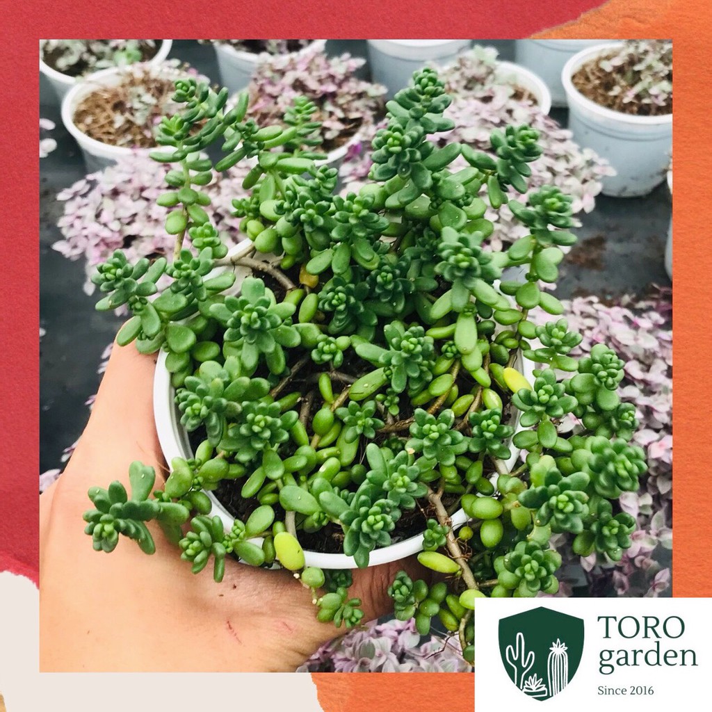 Sen đá sedum kẹo Đà Lạt size trung bình cây cảnh trang trí nhà cửa Toro garden
