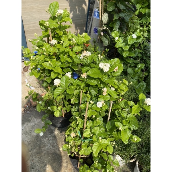 HOA NHÀI TRÀ