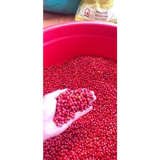 1kg Hạt cẩm lai đỏ