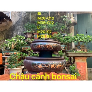 Ang tròn trồng cây bonsai