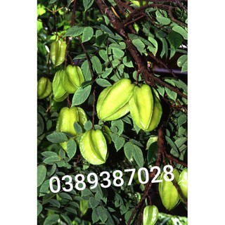 lá khế tươi,2kg
