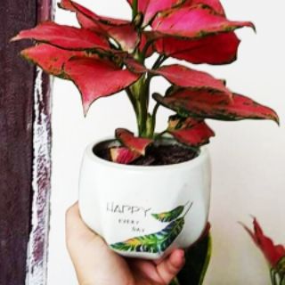 Cây Vạn Lộc đỏ