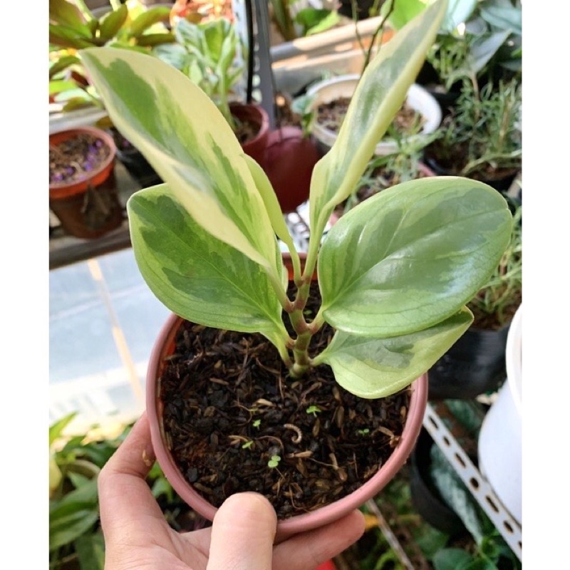 Cây trường sinh Cẩm thạch