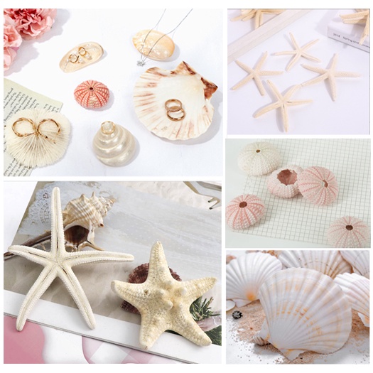 Vỏ Sò, Ốc biển / CÁT MÀU chụp ảnh trang sức, mỹ phẩm, làm handmade, chuông gió sống động độc đáo