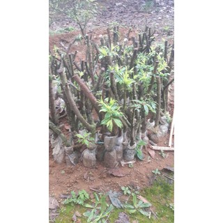 Cây Giống Mận Hậu Mộc Châu