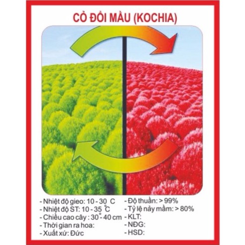 Hạt Giống Cỏ Đổi Màu 50 Hạt