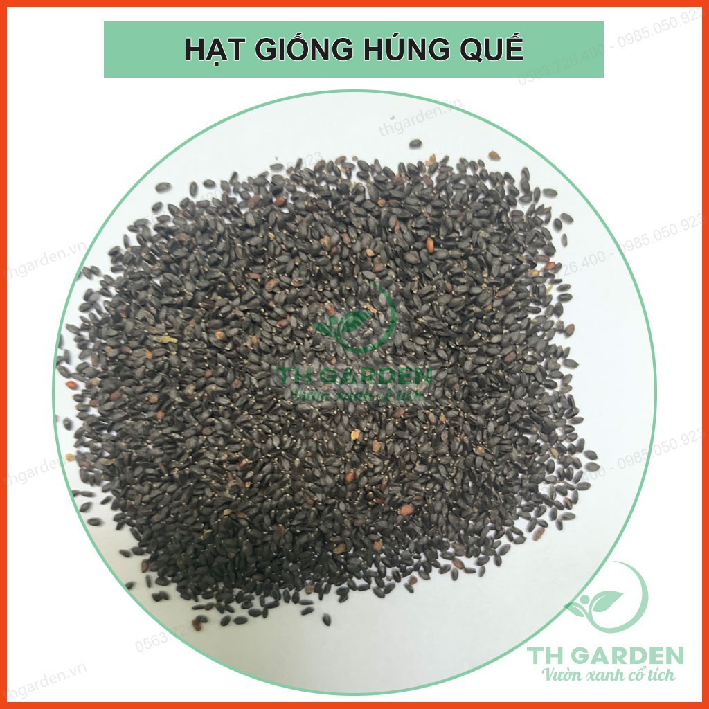 Hạt Giống Húng Quế Cao Sản 5gram - Hạt Giống Húng Chó Cao Sản HKT Farm