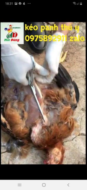 Kéo mổ khám thú y - HÀN QUỐC