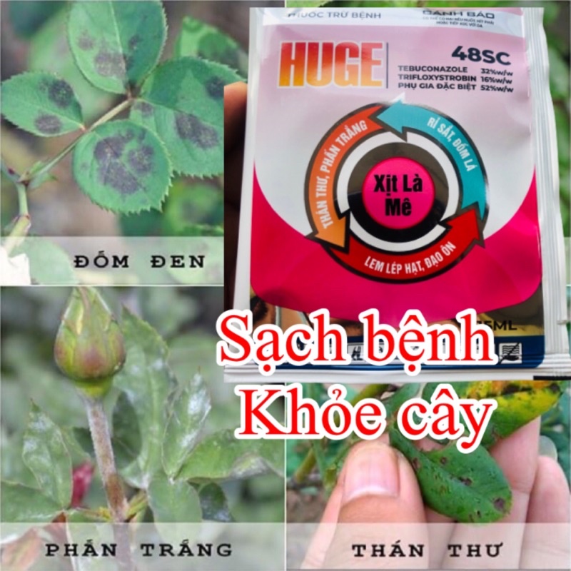 Chế phẩm Huge 48SC gói 15ml trừ bệnh đốm vàng lá, thán thư, phấn trắng hoa hồng, dưa, rau màu, cây ăn quả longf1