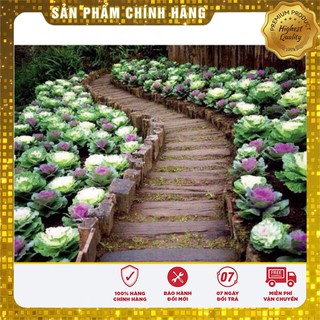 Hạt Giống Hoa Bắp Cải Cảnh - 20 hạt