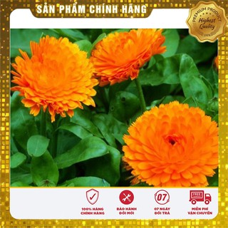 Hạt Giống Hoa Cúc Su Si mix ( 50 hạt )