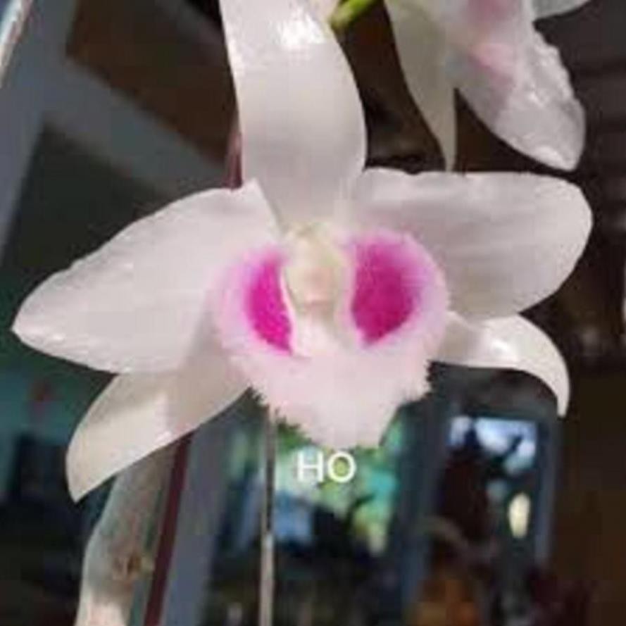 kie Cốc phi điệp 5 cánh trắng HO (HIỂN OANH) (5ct)- hàng gieo hạt - hoa xổ số - hoa siêu đẹp hàng xổ số