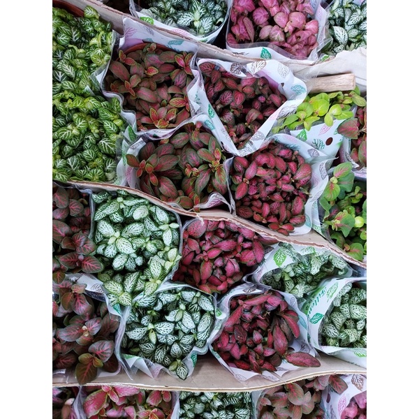 CÂY CẨM NHUNG FITTINIA, LÁ MAY MẮN NHIỀU MÀU SẴN ĐẸP