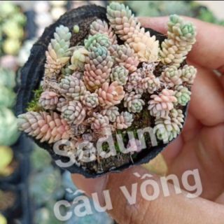 Sen đá Sedum cầu vồng