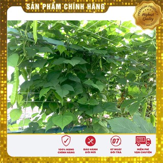 Hạt giống đậu rồng ( đậu khế)