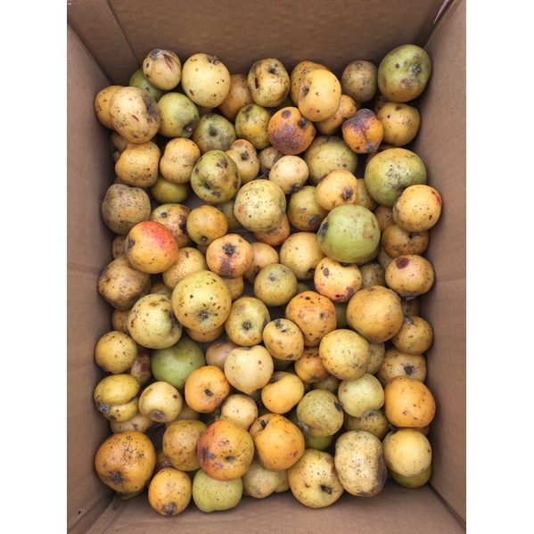 TÁO MÈO BẮC YÊN